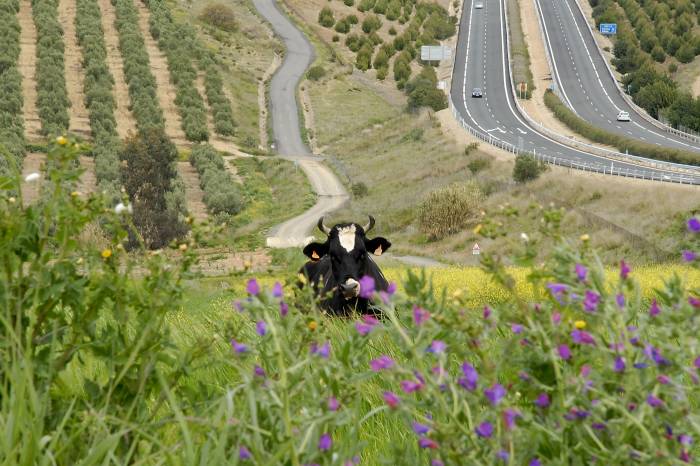 Cow, Wineyards, and Roads, Spain